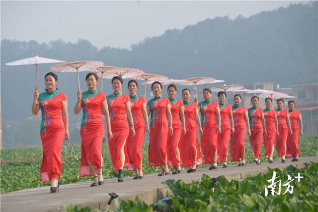 菜心旗袍秀。張曉欣 攝