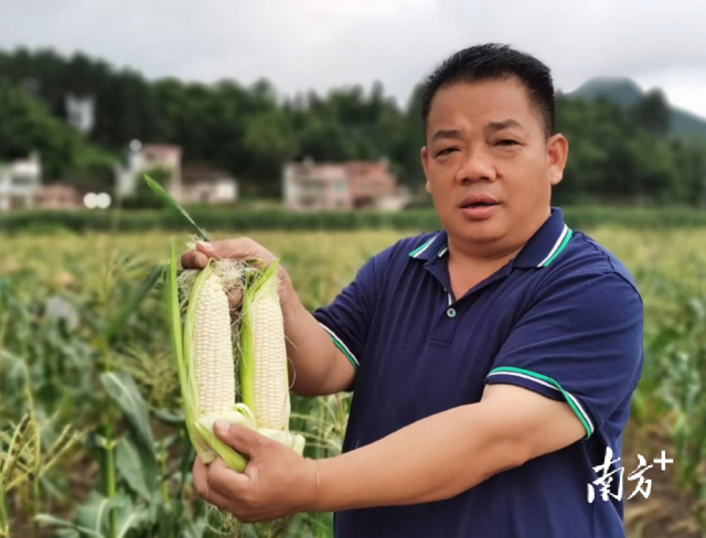 四聯(lián)村試點種植水果玉米，走特色產(chǎn)業(yè)發(fā)展道路。