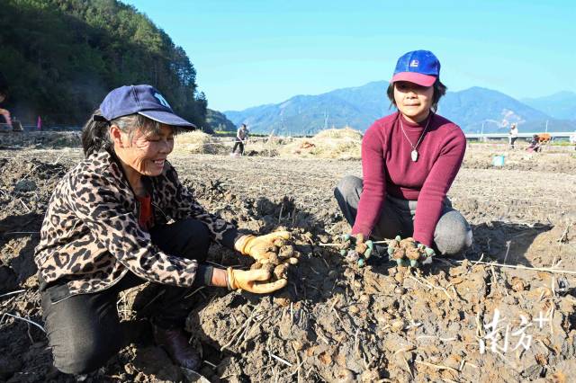 朱崗村水美塘馬蹄種植基地里，村民在采挖馬蹄。張曉欣 攝