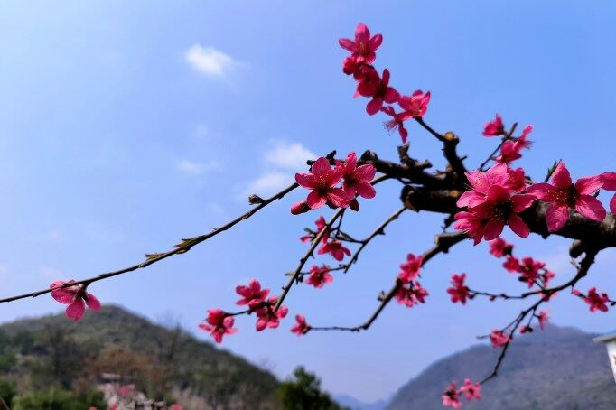 千年古城被一片片粉紅席卷。清遠(yuǎn)日?qǐng)?bào)記者 周璐 攝
