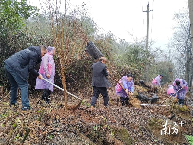 九陂鎮(zhèn)掀起全民義務植樹熱潮。