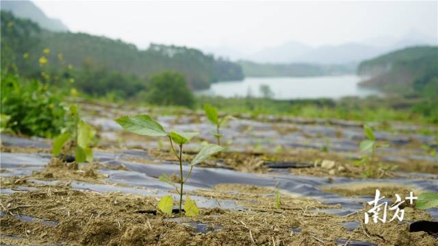 迎風搖曳、綠意盎然的五指毛桃種苗。